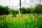 Doe, a Deer Doe, a Deer