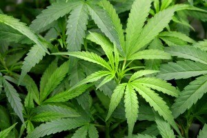 Hey, my state just legalized marijuana!