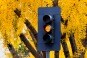 Yellow Light Yellow Light
