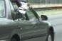 Dog Out Window