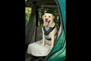 Dog-Safe Driving