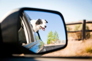 Dog-Safe Driving
