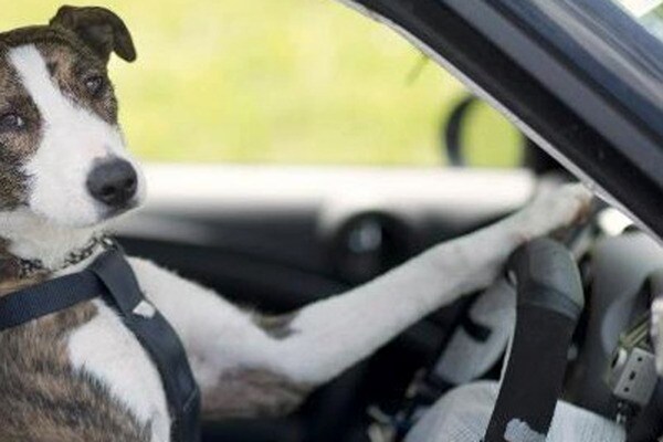 Driving Dogs Picture