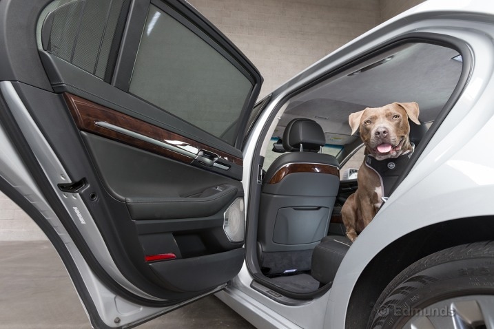Car Features to Please Your Four-Footed Friends.